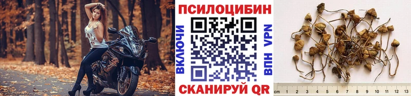 Псилоцибиновые грибы Psilocybine cubensis  Зверево 